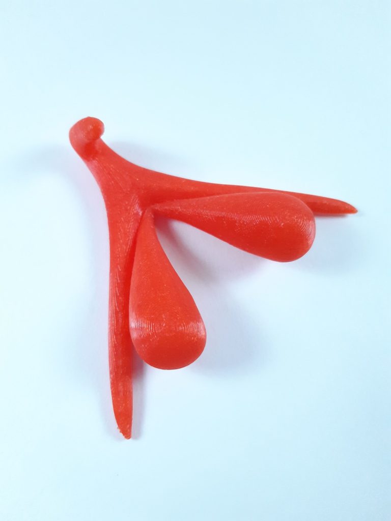 Modèle de Clitoris imprimé en 3D - modèle de P. Perez - Odile Fillod